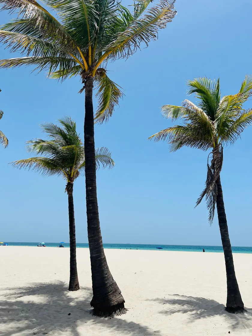 Palm trees on a white-sand South Florida beach under a clear blue sky